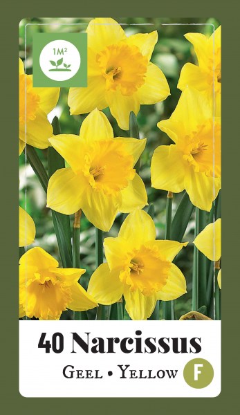 320.450 Label - 40 Narcissus Yellow9